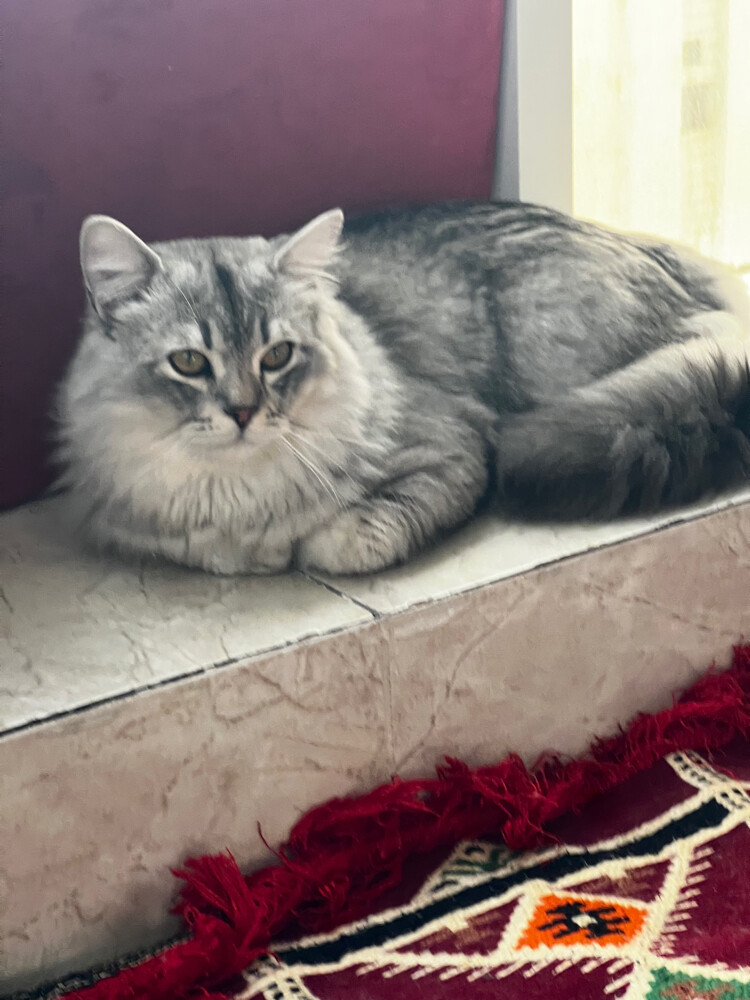 Scotch friendly cat - 1