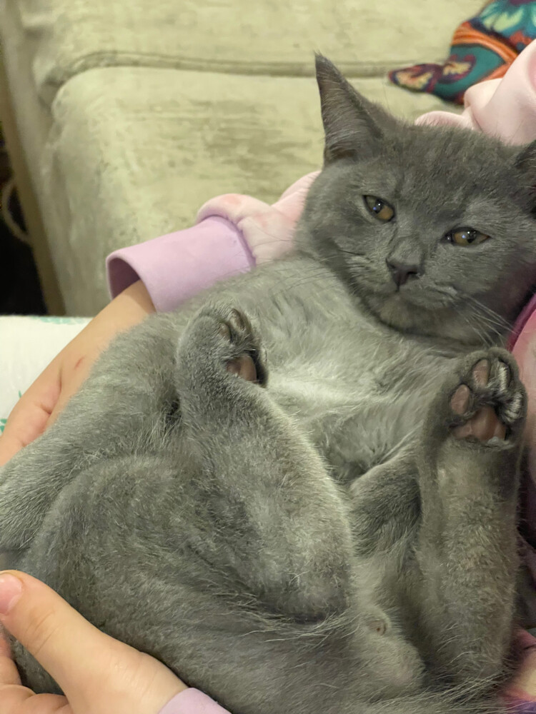 Scotch friendly cat - 3