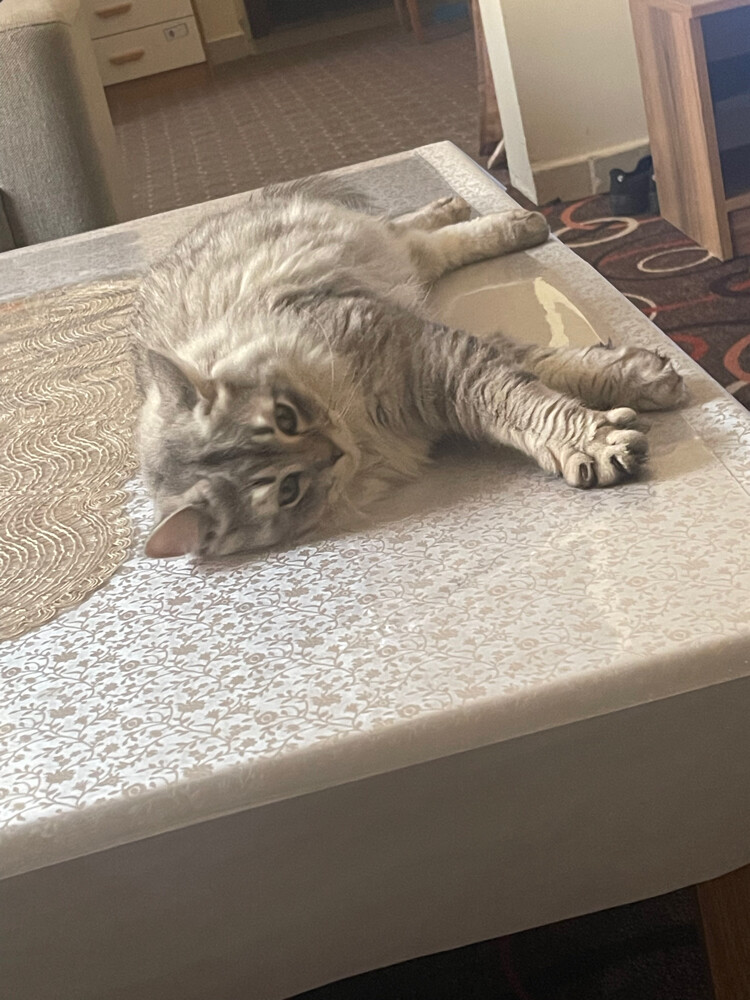 Scotch friendly cat - 4