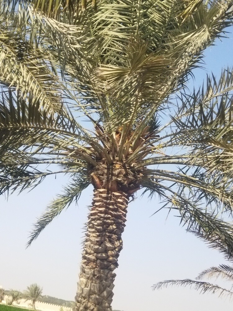 زراعت نخل وتكريب - 1