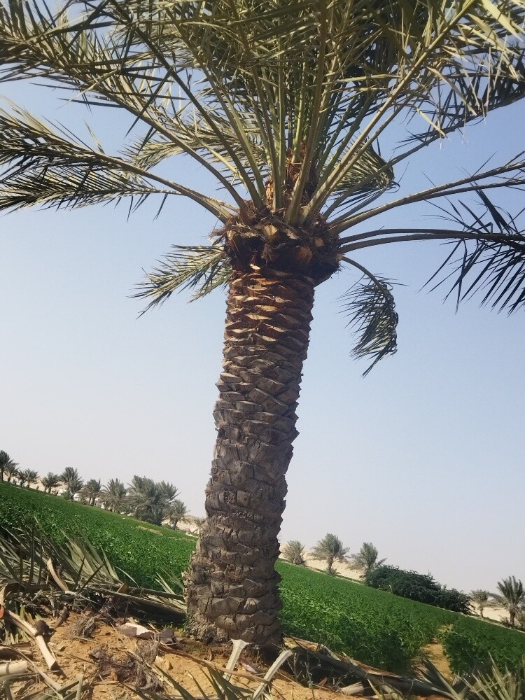زراعت نخل وتكريب - 4