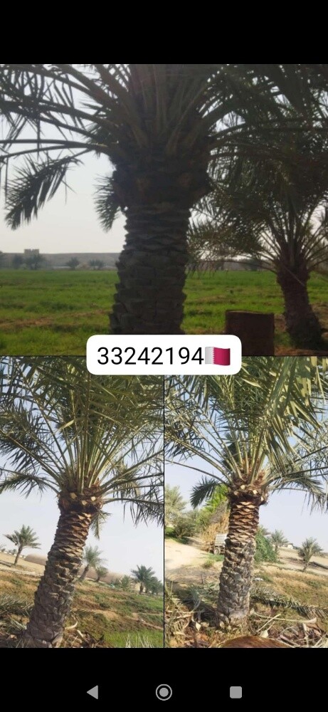 زراعت نخل وتكريب - 5