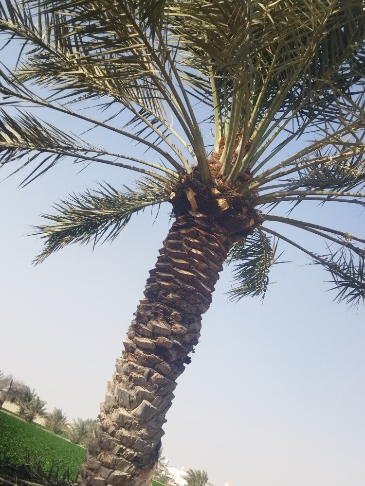 زراعت نخل وتكريب - 2