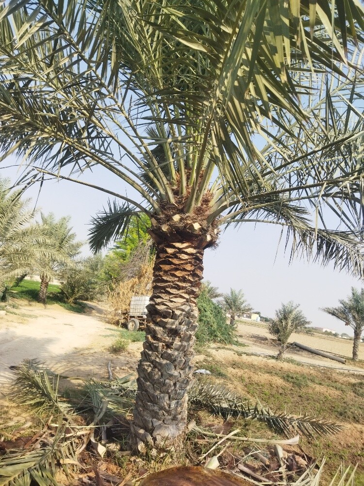 زراعت نخل وتكريب - 3