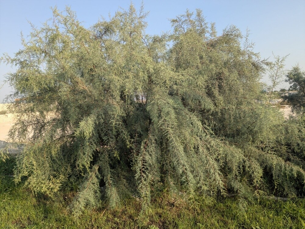 دادمحمد البلوشی - 3