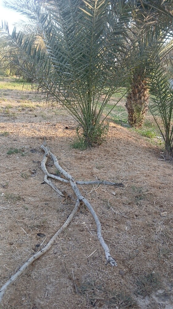 نخيل للبيع - 5