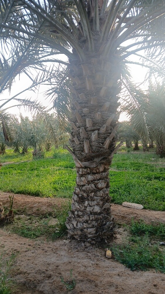 نخيل للبيع - 6