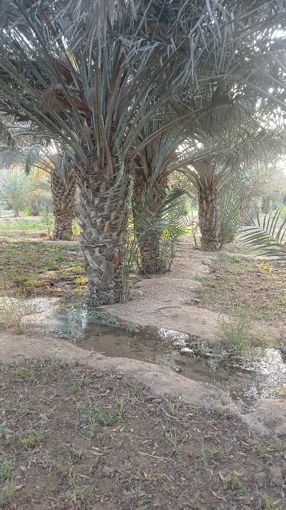 نخيل للبيع - 2