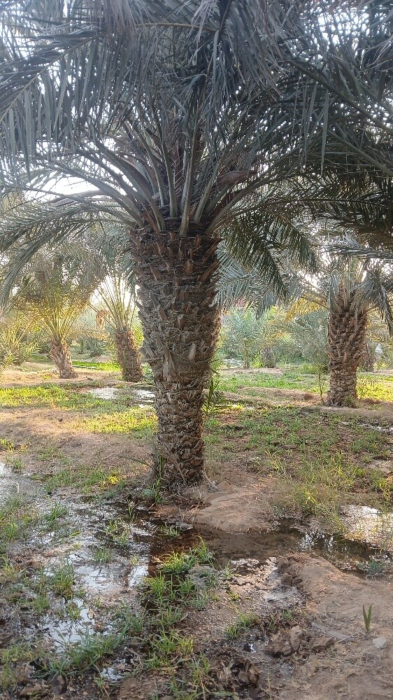 نخيل للبيع - 1