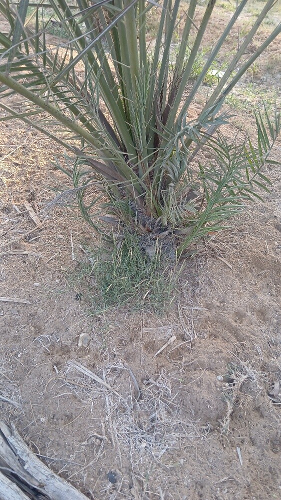 نخيل للبيع - 3