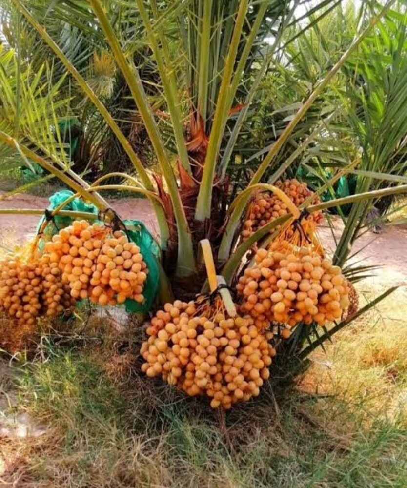 بوساره - 1