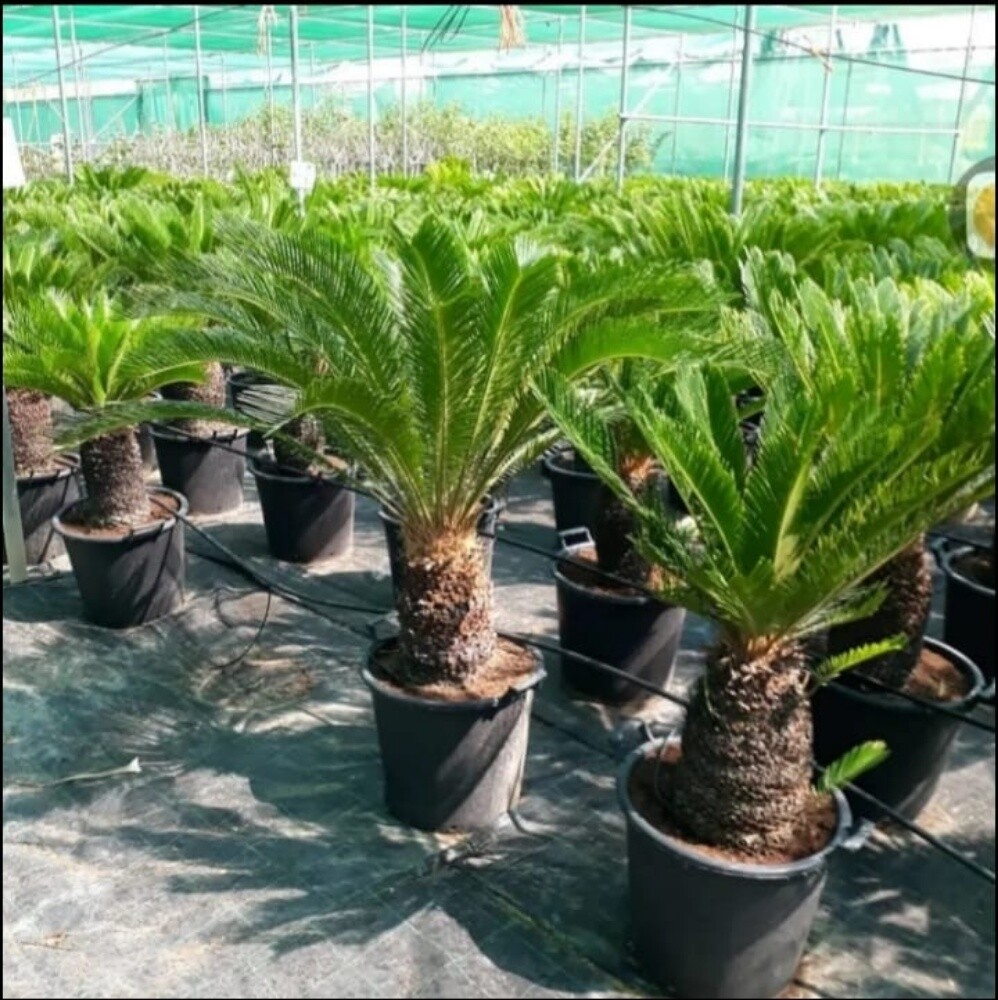 نخل زينه وشنتني ونخل مثمر - 4