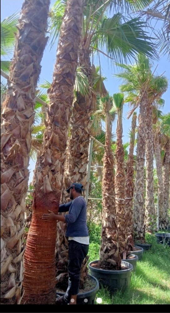 نخل زينه وشنتني ونخل مثمر - 2