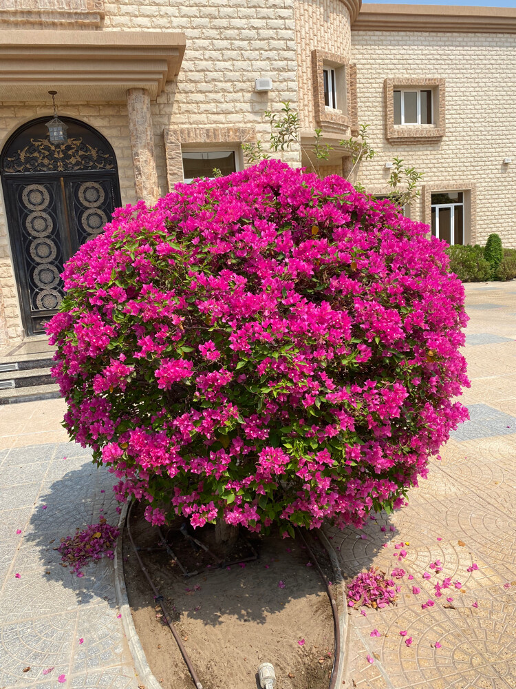 الحدائق - 2