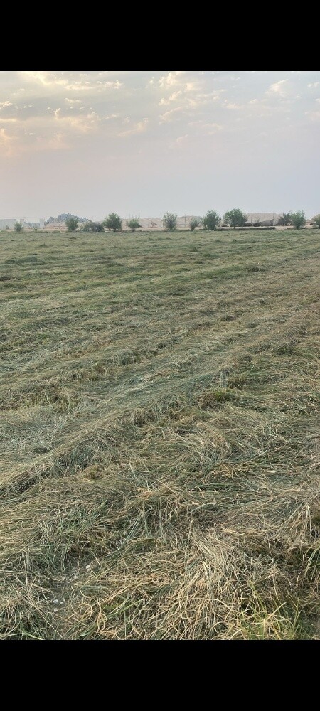 تنفيذ المزارع زراعة الجت و الرودس - 3