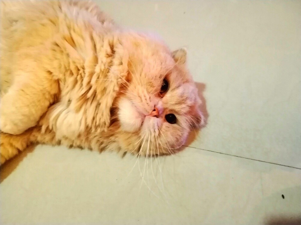 sirazi cat name maliki - 3