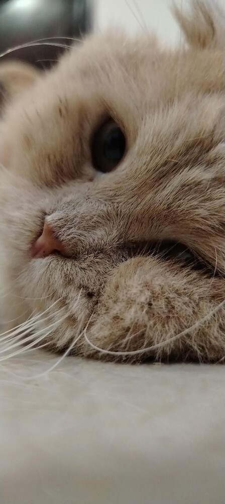 sirazi cat name maliki - 2