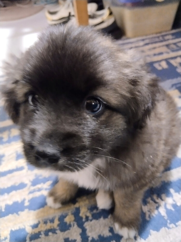 breed Caucasian shepherd - 2