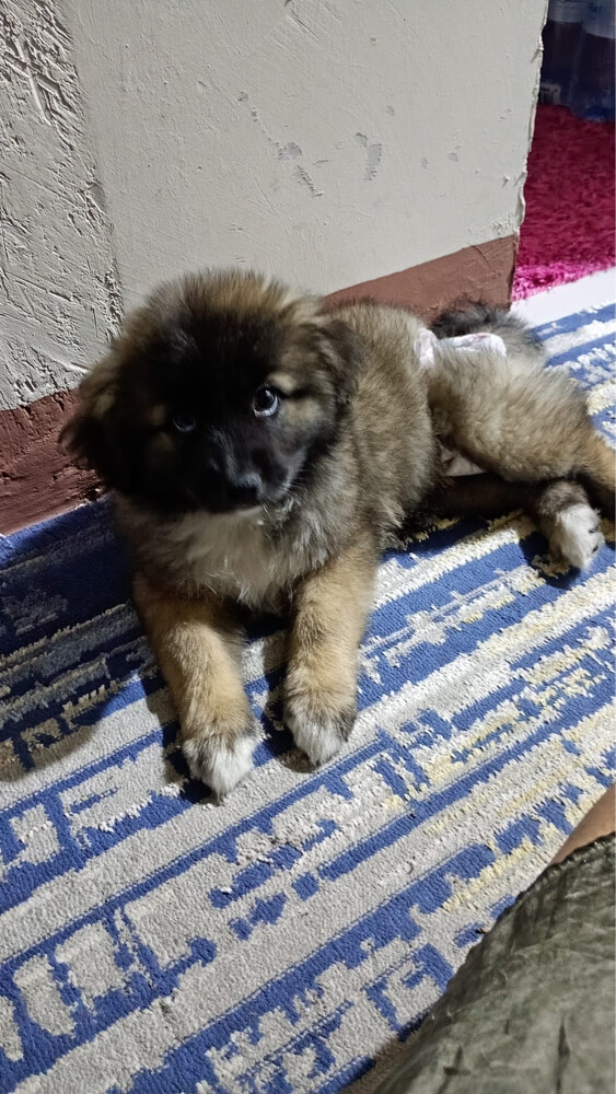 breed Caucasian shepherd - 3