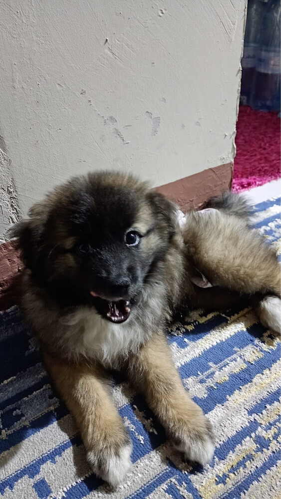 breed Caucasian shepherd - 1