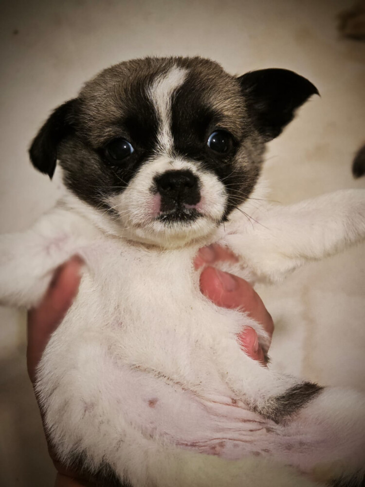 Havanese - 4