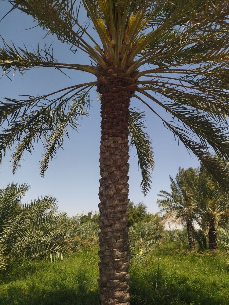 ترتيبات الزراعه - 11