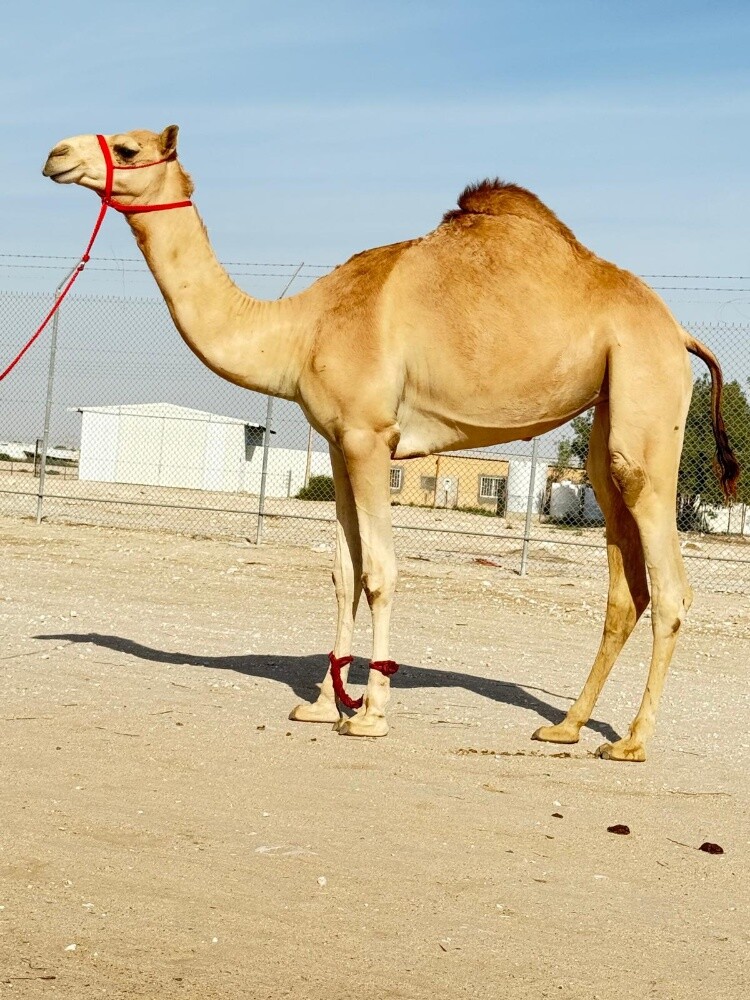 للبيع بكرة حفة - 1