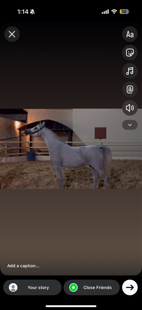 ايواء الخيل - 6