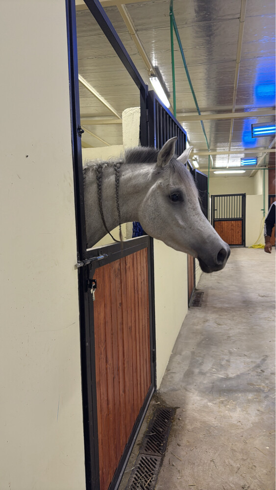 ايواء الخيل - 2