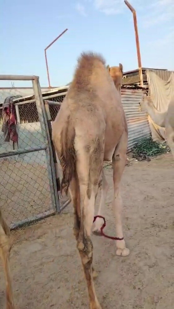 للبيع قعود عقيرا طيب - 2