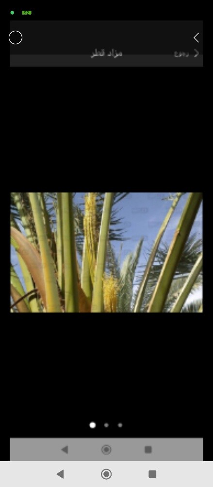 تلقيح وتقريب النخيل - 1