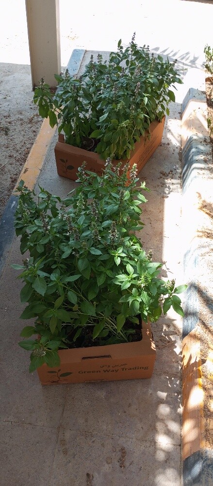 بکستانی - 1