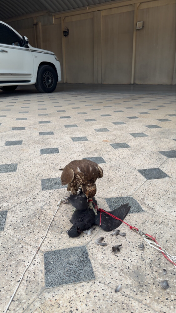 للبيع - 9