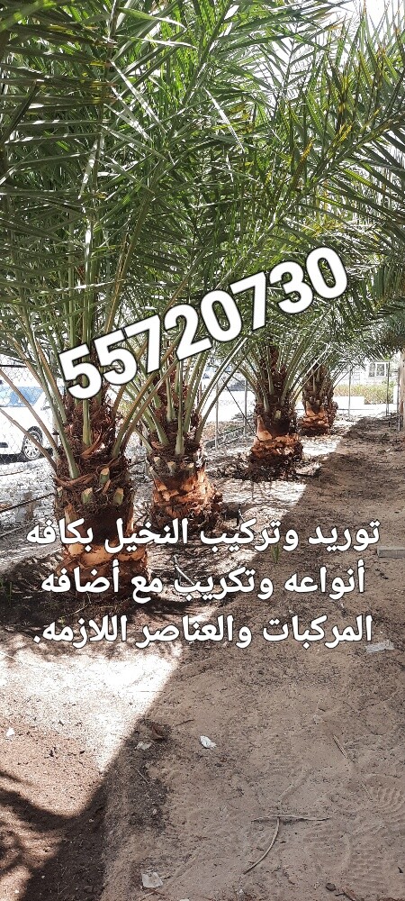 تصميم وتنسيق الحدائق. - 9