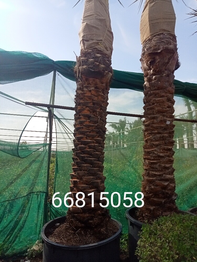 نخيل اخلاص - 2
