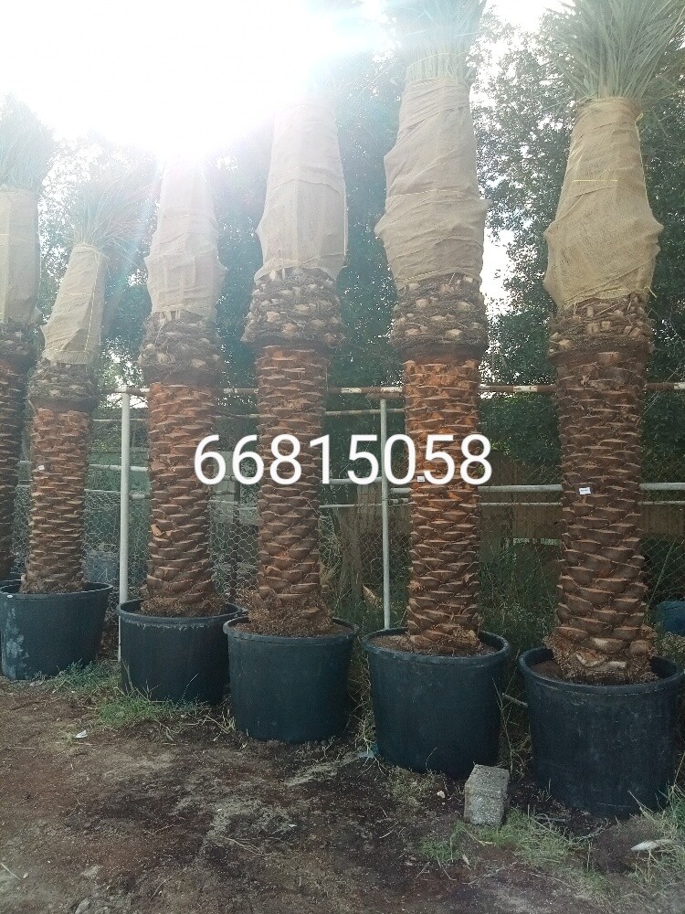 نخيل اخلاص - 3
