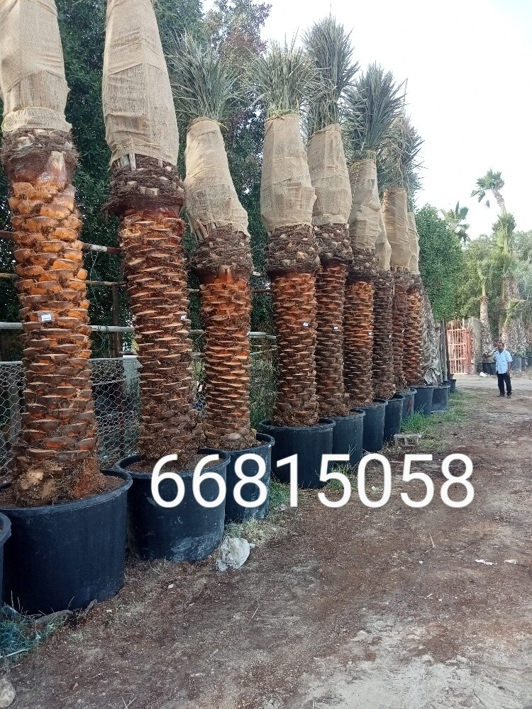 نخيل اخلاص - 1
