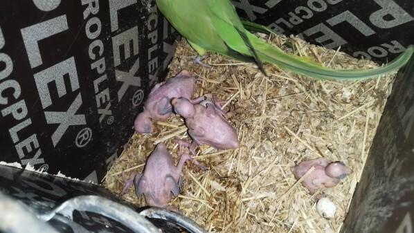 Indian parrot breeding pairs - 2