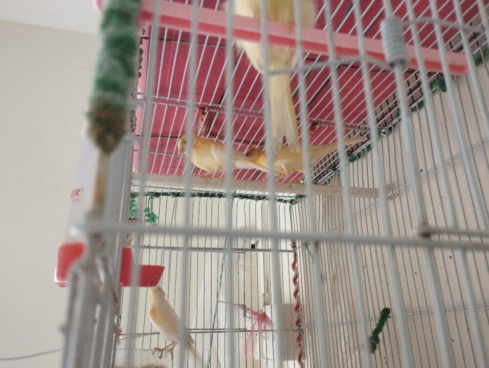 طيور كناري - 2