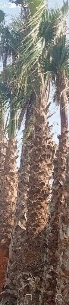نخيل - 12