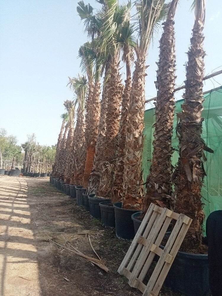 نخيل - 6