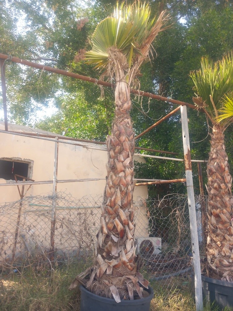 نخيل - 4