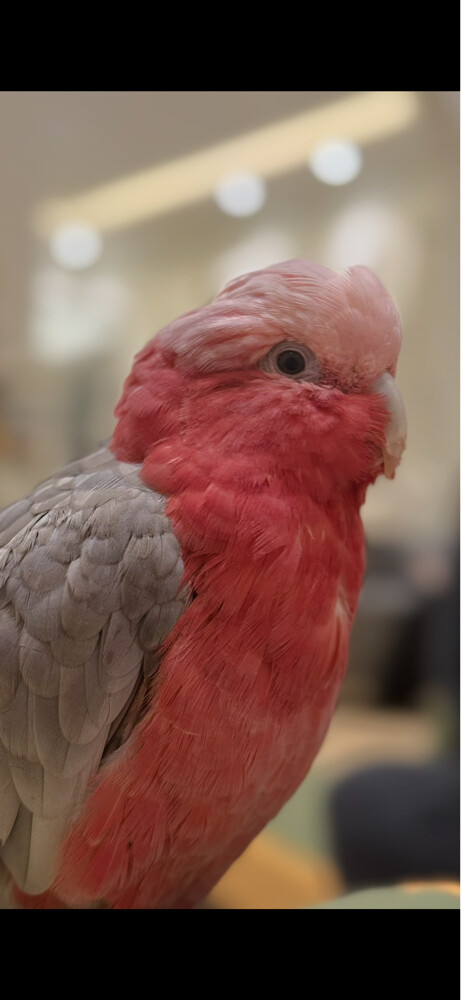 galah lost - 1