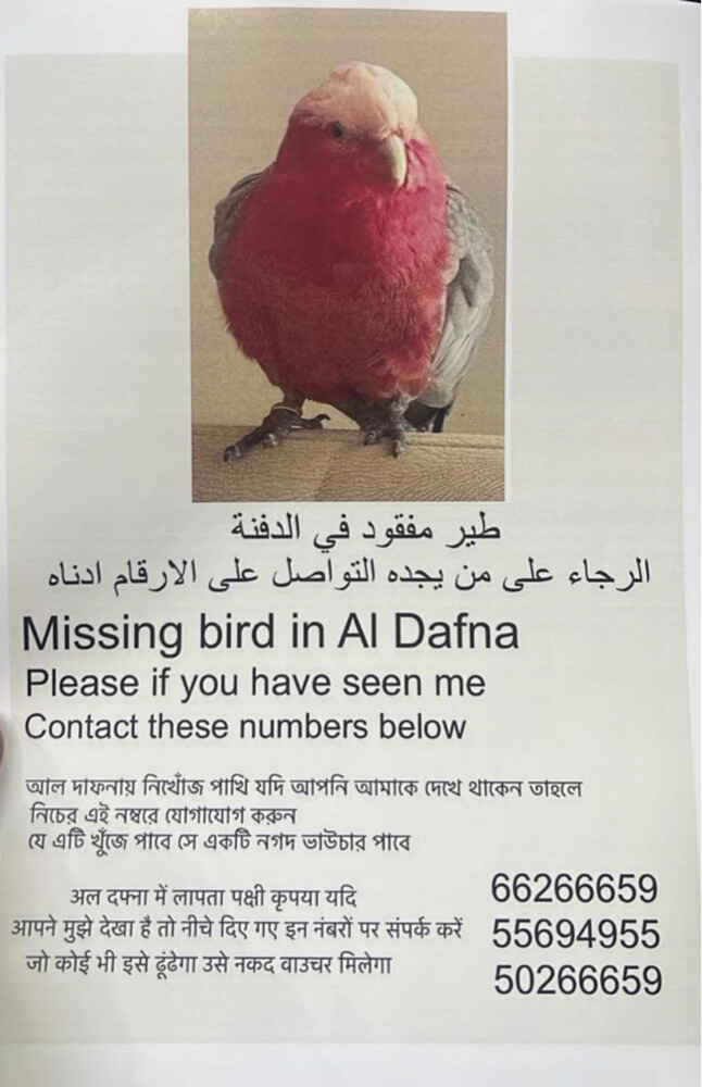 galah lost - 2