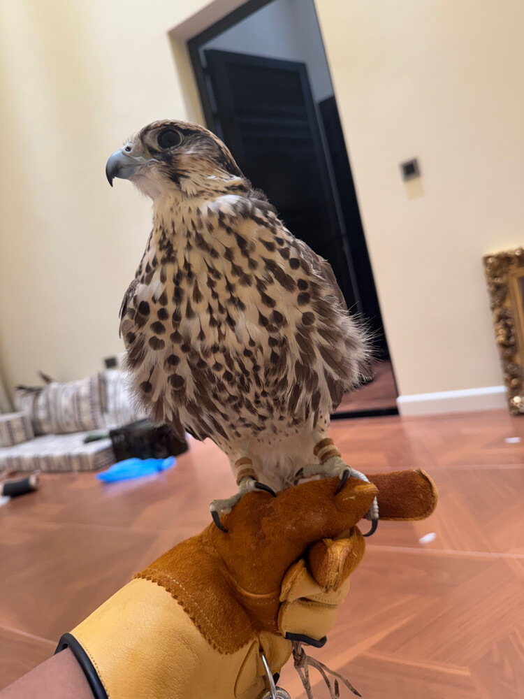 الطير ضايع - 2