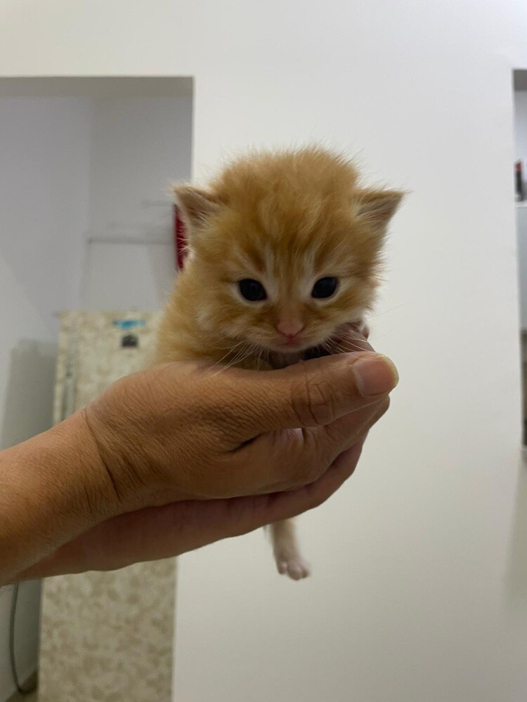 kittens - 5