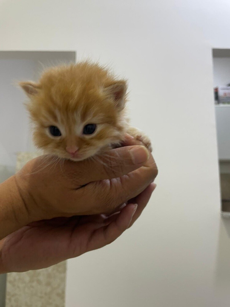 kittens - 4
