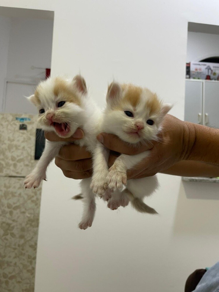 kittens - 3