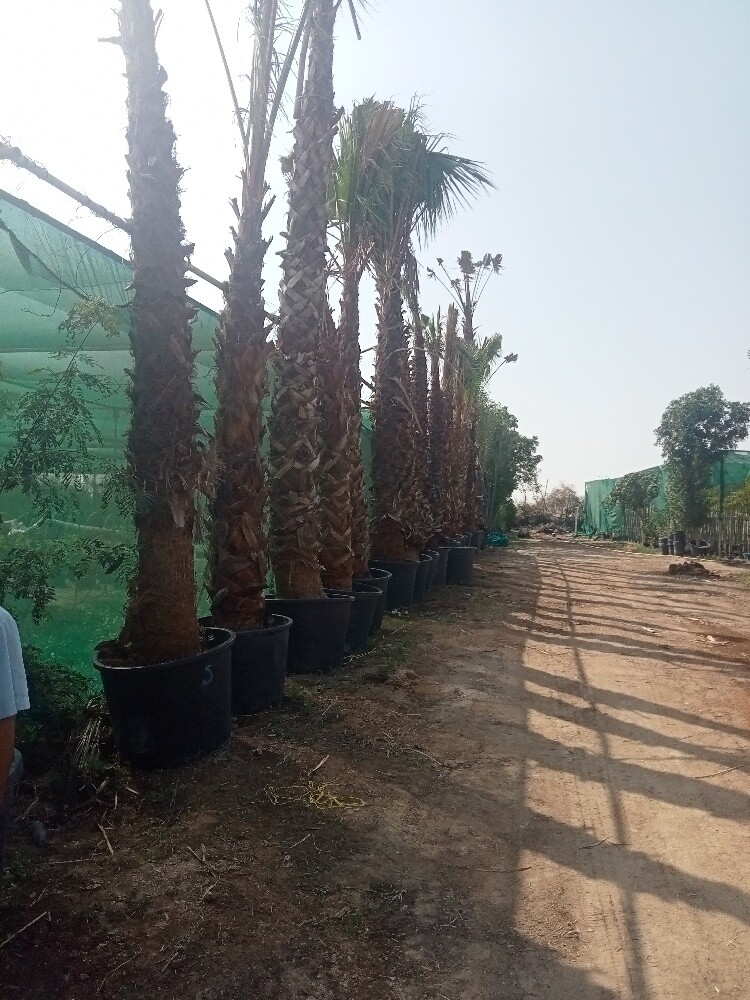 نخيل وشنطنيا - 5