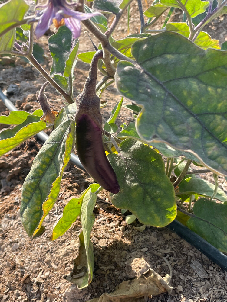 Organic Tomatoes  - 1